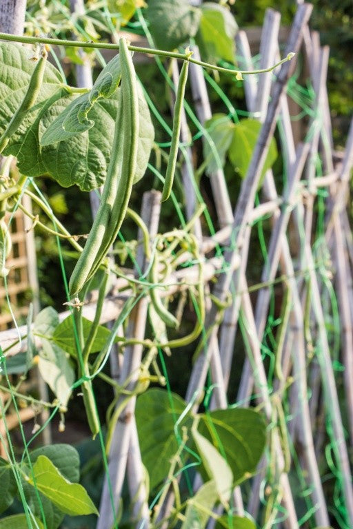 Ambassador Pea & Bean Garden Netting 4m x 2m
