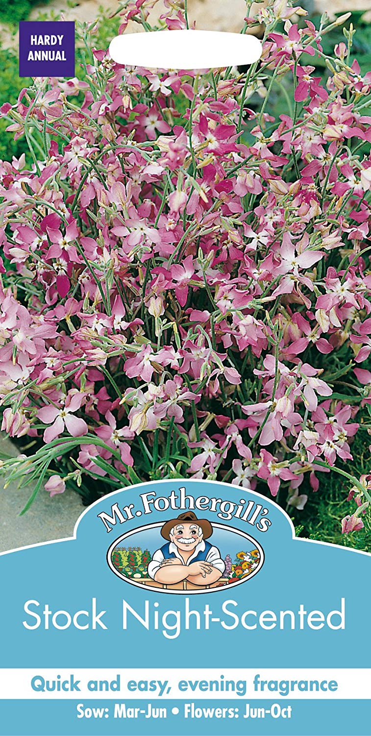 Mr.Fothergill's Stock Night Scented Flower Seeds