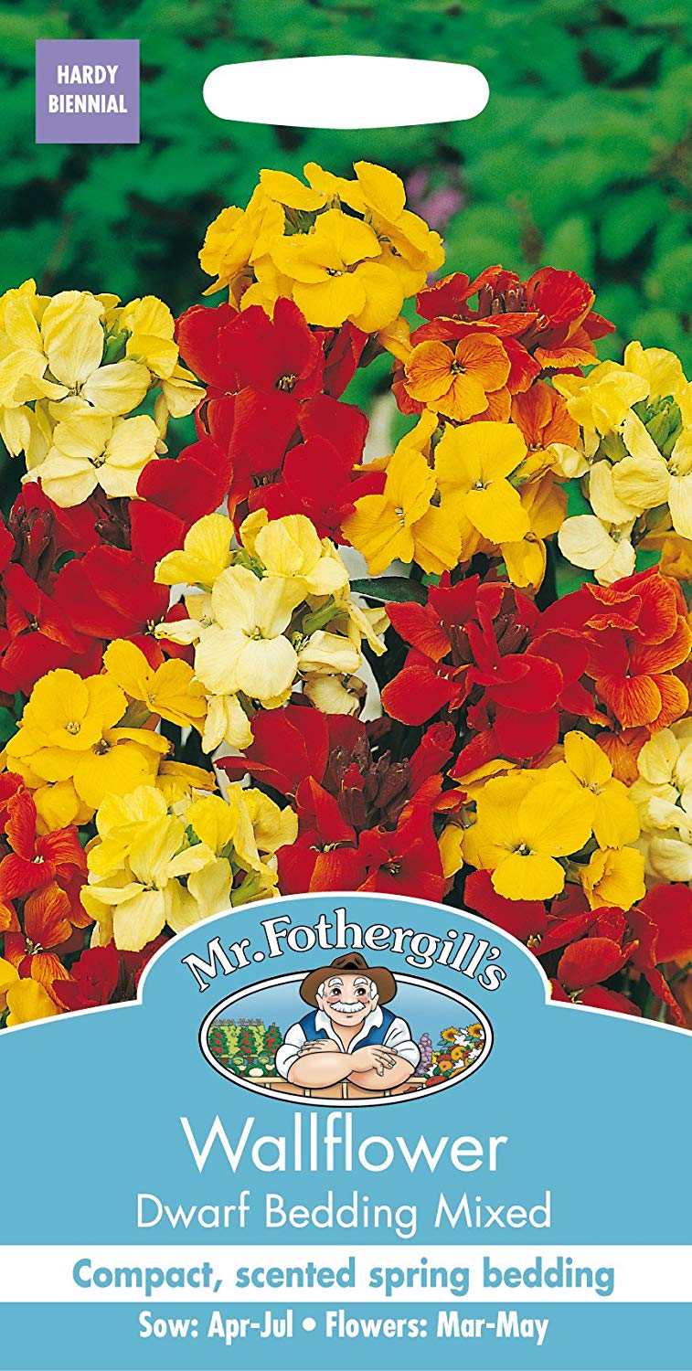 Mr.Fothergill's Wallflower Dwarf Bedding Mixed Flower Seeds