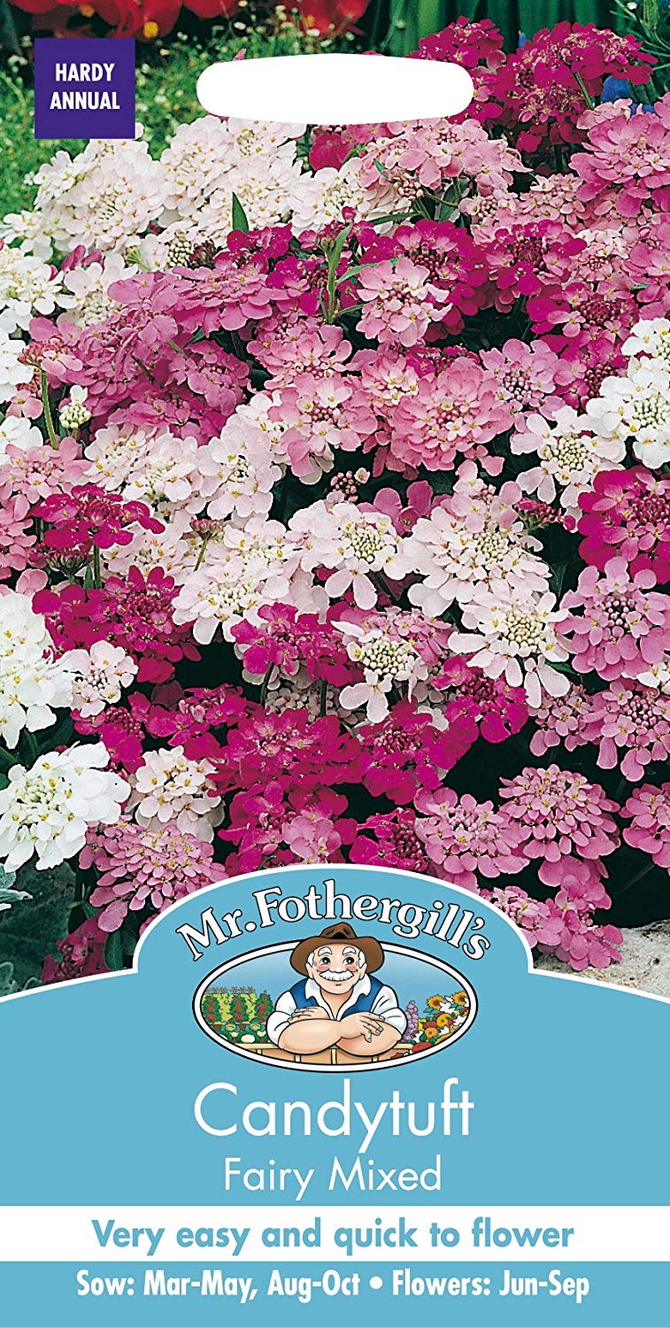 Mr.Fothergill's Candytuft Fairy Mixed Flower Seeds