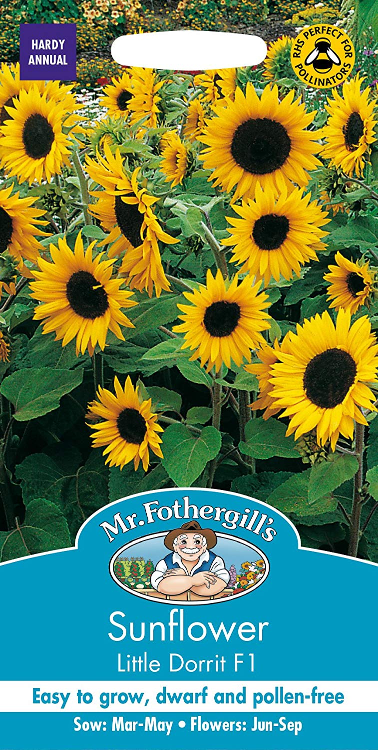 Mr.Fothergill's Sunflower Little Dorrit F1 Flower Seeds