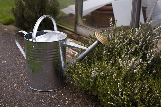 Apollo Watering Can