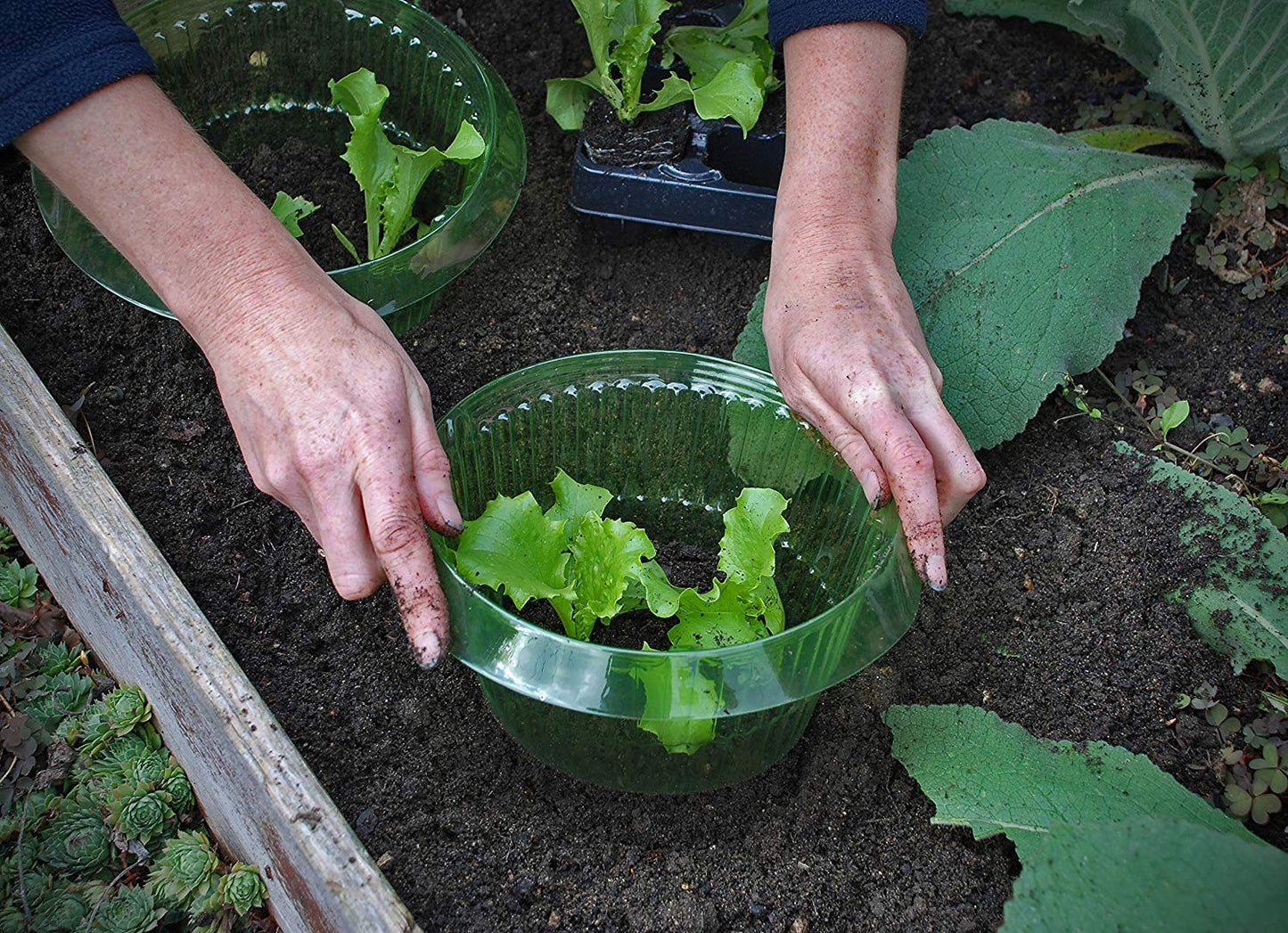 Defenders Slugs Away Plant Protection Guard - 3 Pack