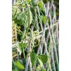 Pea & Bean Garden Netting